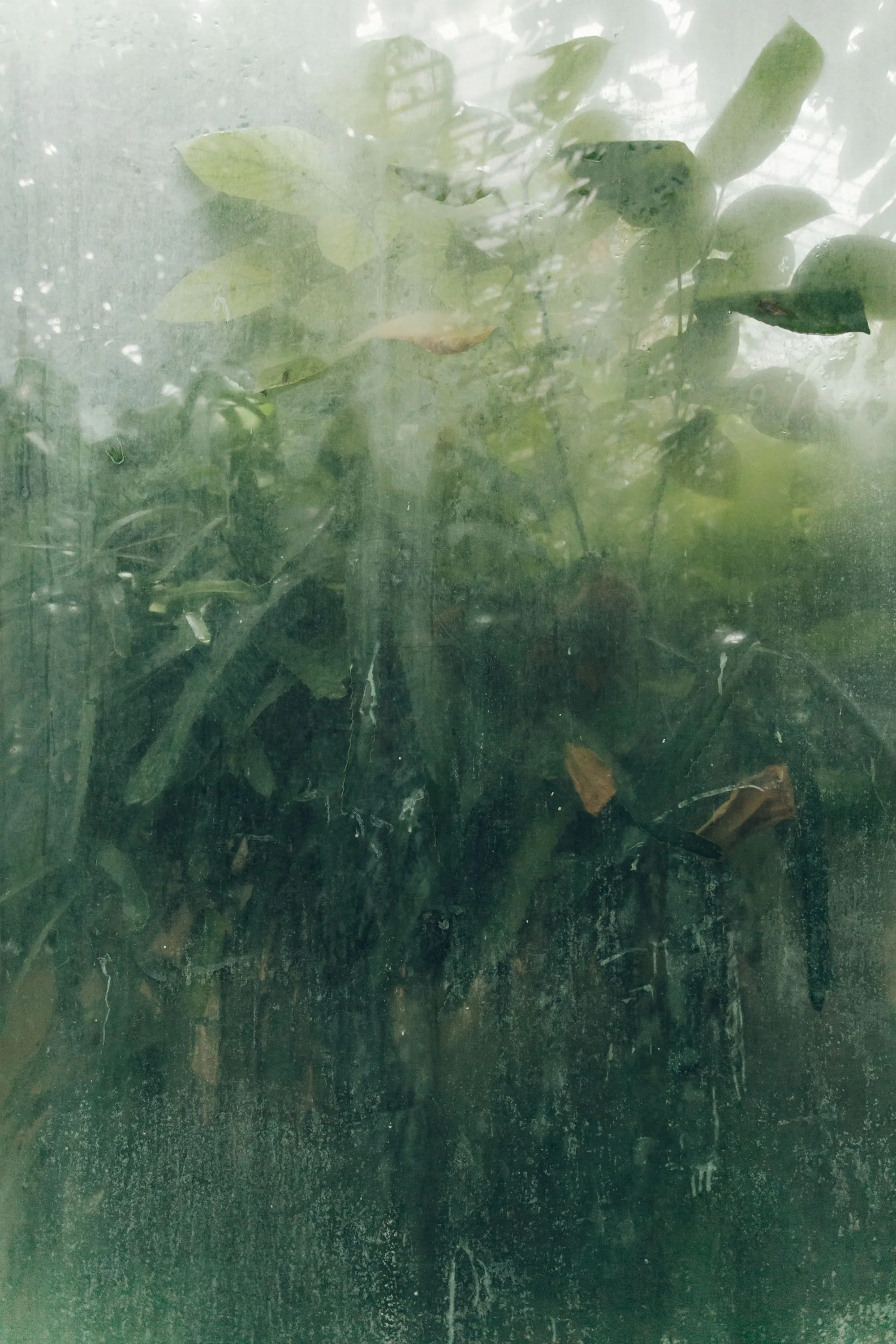 Hojas y lluvia detrás del vidrio mojado